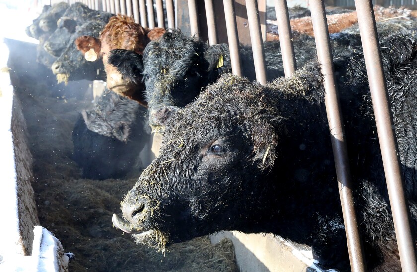 A cow tries to lick some of the grass feed off of its nose while it eats
