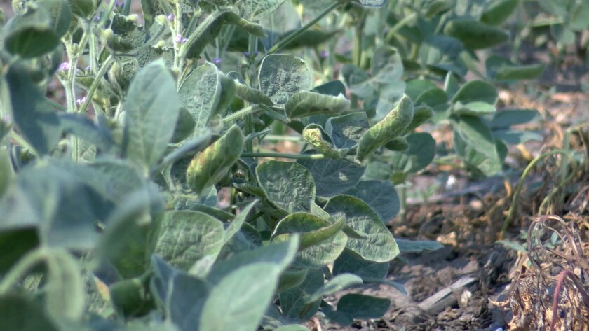 Soybean cupping.jpg