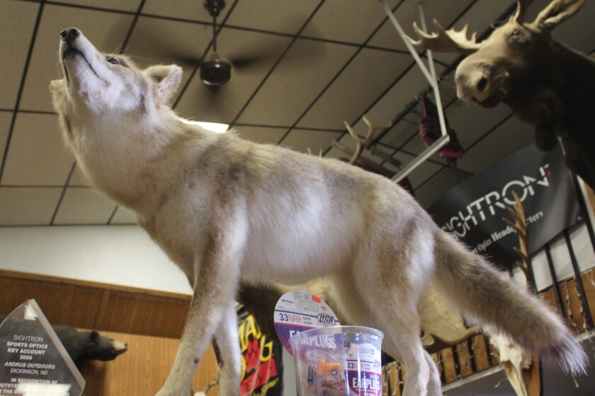 Pelts of a predator Coyote catalog signup reopens The Dickinson