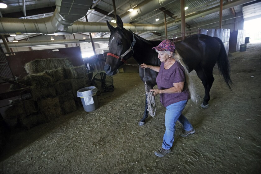 073022.N.FF.HORSETRAINER