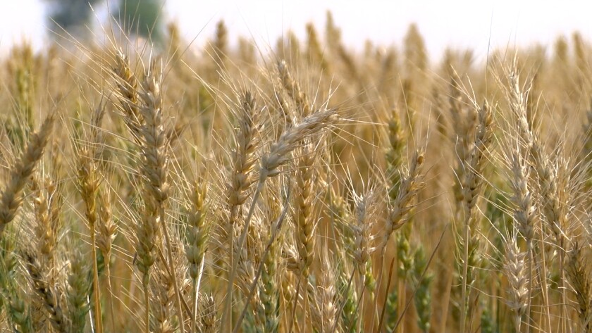 wheat 2.jpg