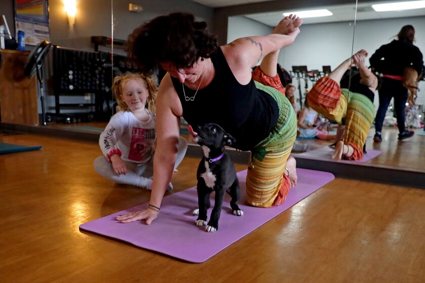 Enthusiastic puppies mob around people trying to do yoga.