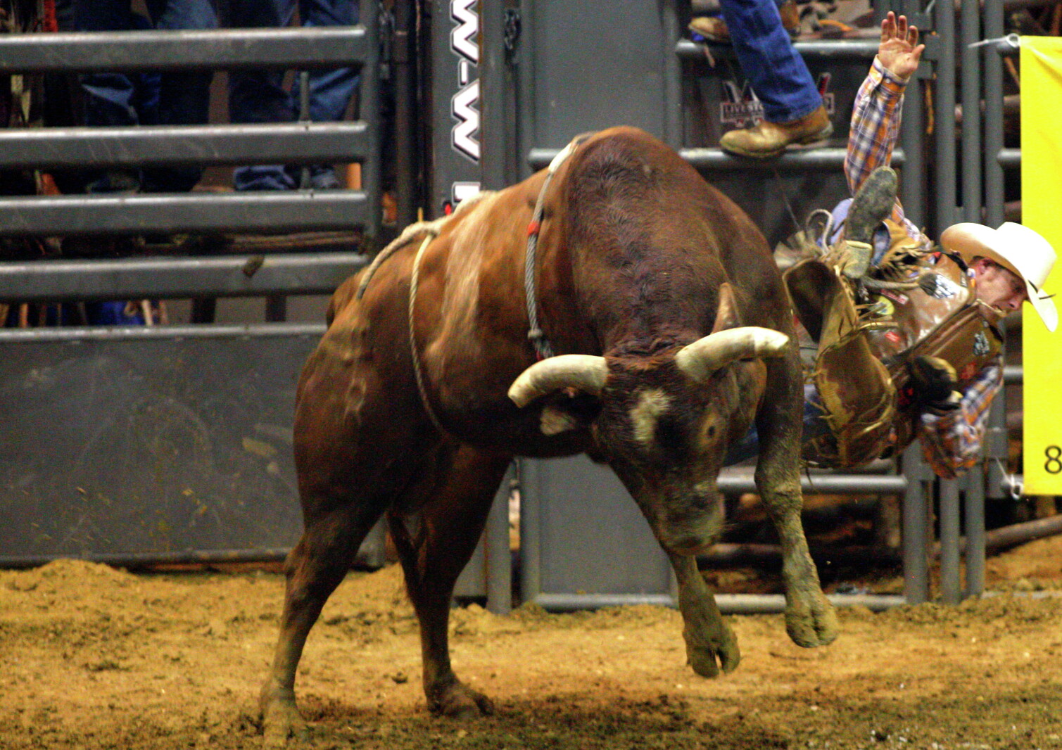 Bull Raddle PHOTOS: Bull riding in the Corn Palace - Mitchell Republic | News ...
