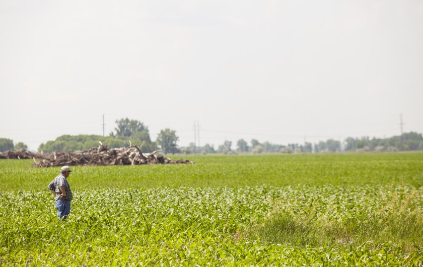 David Burkland of Burkland Farms stands among rows of corn planted on what was recently CRP land in rural Grand Forks, N.D., on Saturday, June 23, 2018. Nick Nelson / Forum News Service