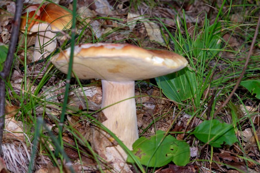 092521.O.DNT.Webercolumn_king bolete.jpg