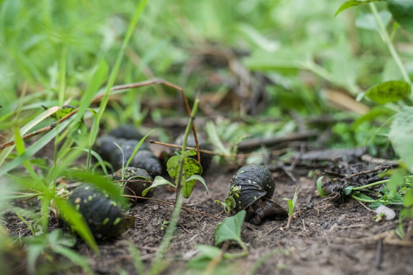 062822-CHINESE-MYSTERY-SNAIL-0476.jpg