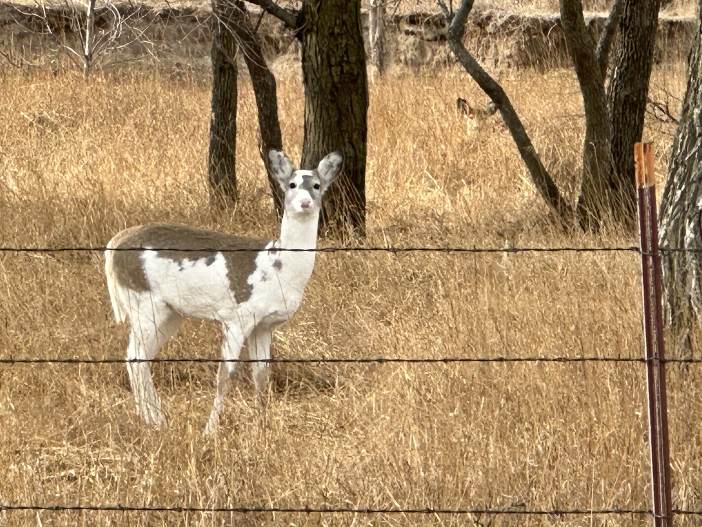 Top Ten Rarest Deer ‘It’s pretty unique:’ Rare Piebald deer spotted in Mitchell - Mitchell ...