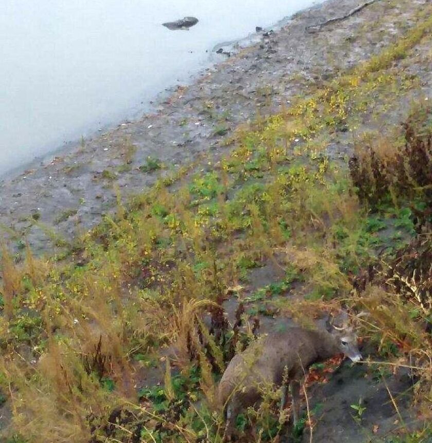 101621.O.GFH.EHD-Photo 2 Buck on shore.jpg