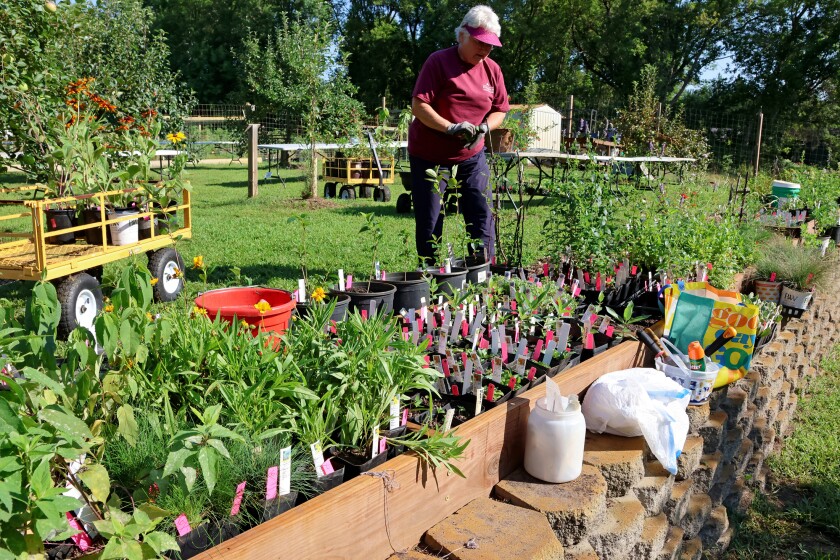 The Crow Wing Master Gardener Volunteers work in the garden on Thursday, Aug. 21, 2025, to get ready to host a plant sale at the Northland Arboretum. The sale will be on Saturday, Aug. 23, from 9 a.m. to 12 p.m. at the arboretum.