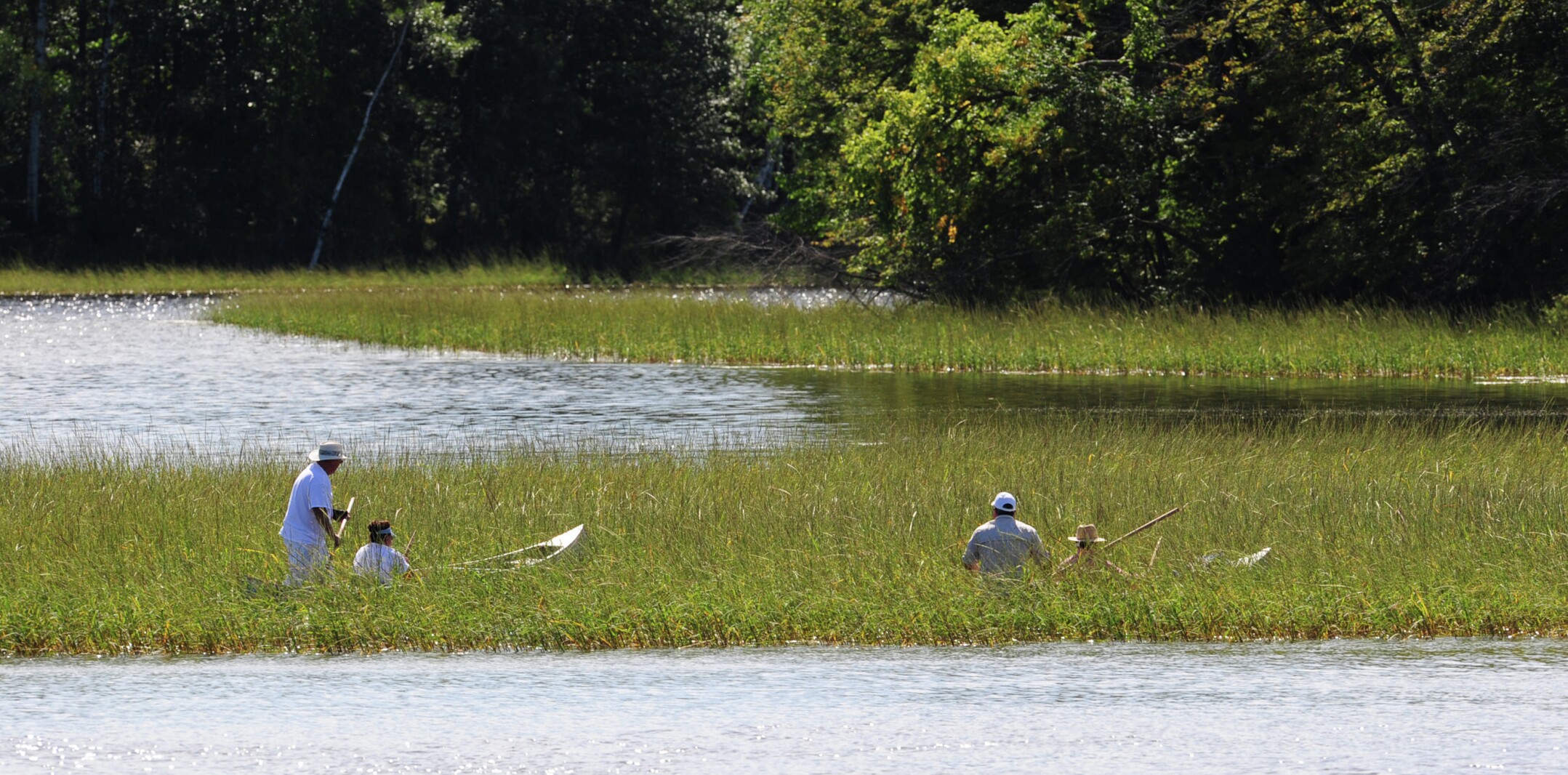 Wild rice season opens soon, but harvesters must ensure rice is ripe ...