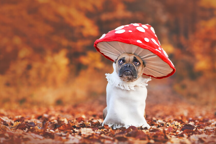 Claudia Myers column: Why do we dress up the dog? - Duluth News Tribune | News, weather, and sports from Duluth, Minnesota Claudia Myers column: Why do we dress up the dog? - Duluth News Tribune | News, weather, and sports from Duluth, Minnesota