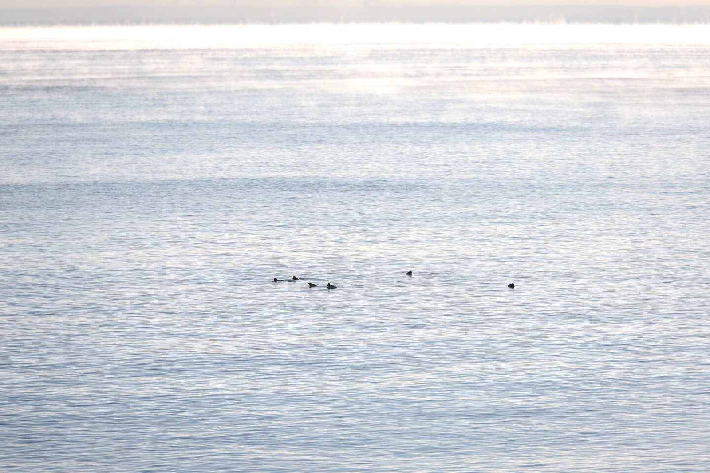 Flock of ducks float on lake
