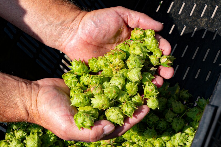 091722.B.FF.MAINLINEHOPS.4