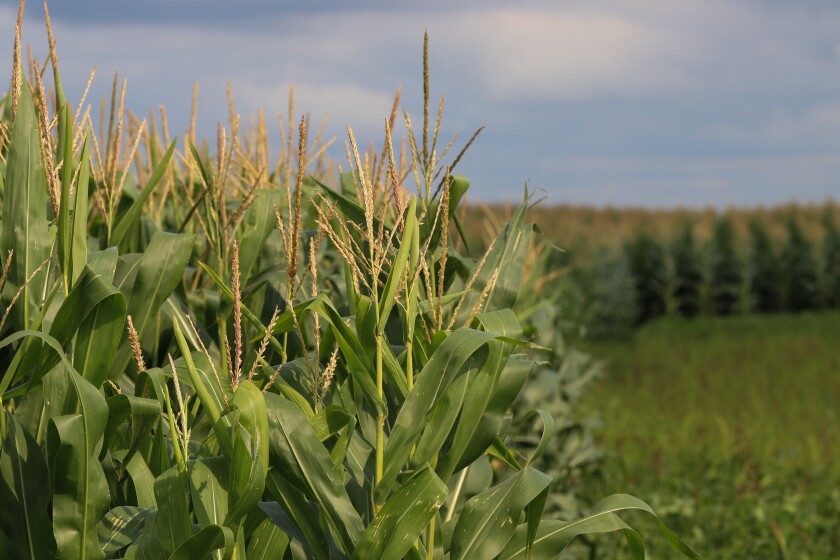 The LaMoure County, North Dakota cornfield where Shannon Ness was taken by her kidnapper, Mark Leppert, in 1996..jpg
