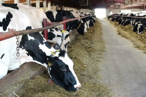 Dairy Major at SDSU