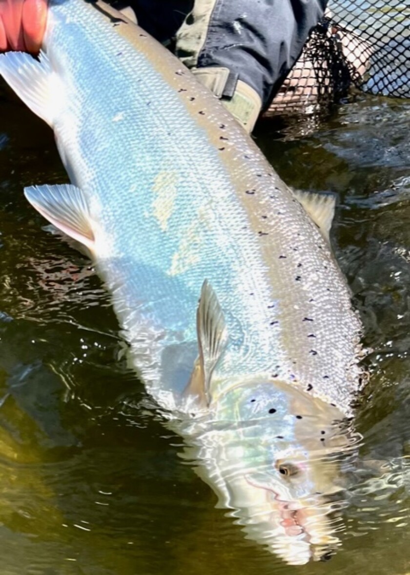 Doug Herman Atlantic salmon.jpg