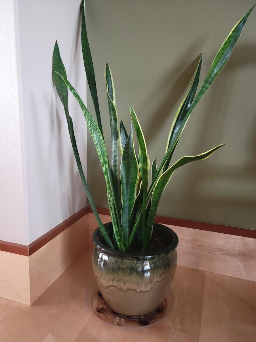 Growing Indoor Plants Pic 2.jpg