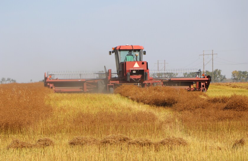 A swather runs through a brown-gold field of flax, putting it into swathes or long piles, that a combine threshing machine will harvest a few minutes later.