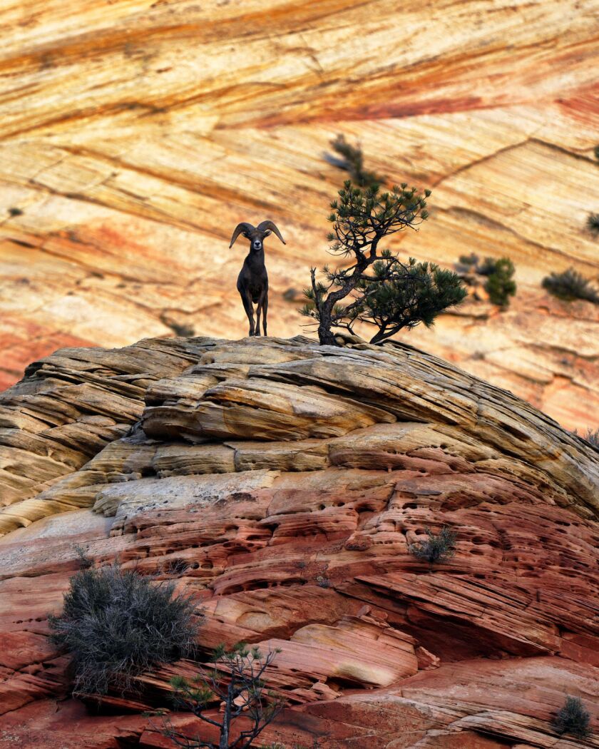 TRAVEL-UST-KANAB-DOGTOWN-5-MCT