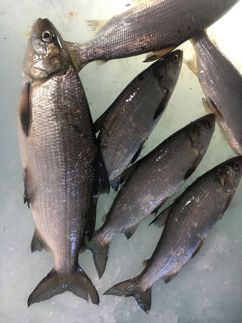 032119.S.FF.TULIBEEFISHINGTWO.jpg
