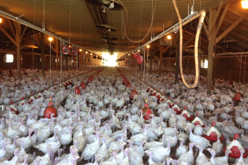 1621671+033015.N.WCT_.AVIANFLU.jpg