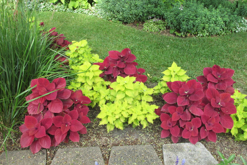 Sebiola Coleus Coleus add wonderful foliar color to gardens - Jamestown Sun | News ...