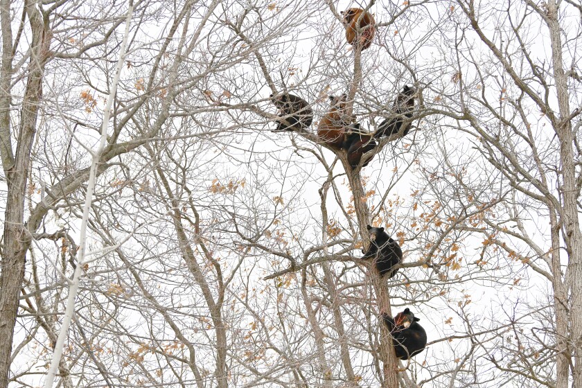111821.N.BD.Bearsinabaretree.jpg