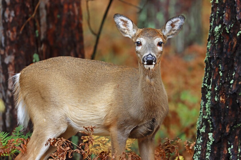 120821.E.PRE.Whitetaildoeinfall.jpg