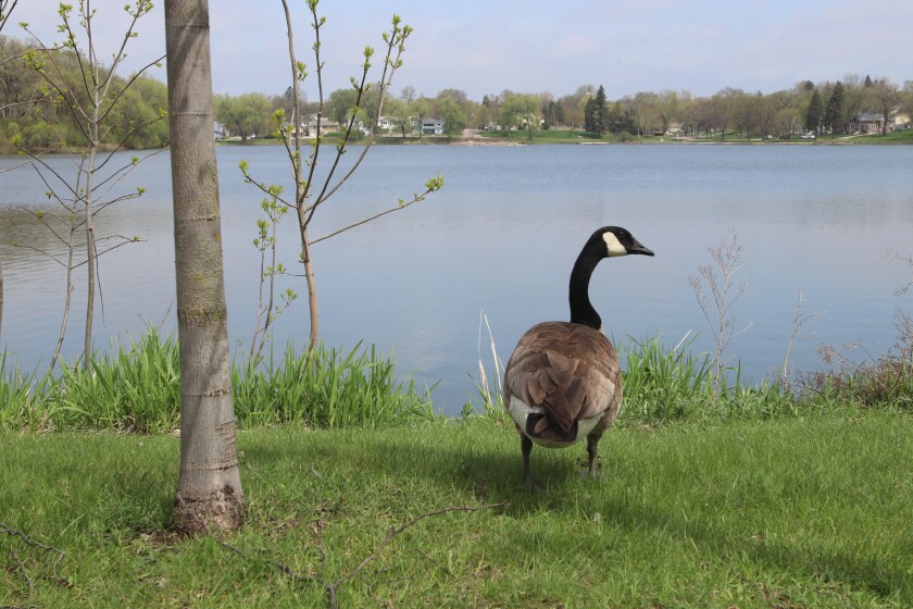 A Canada goose walks on lush grass in front of a lake.