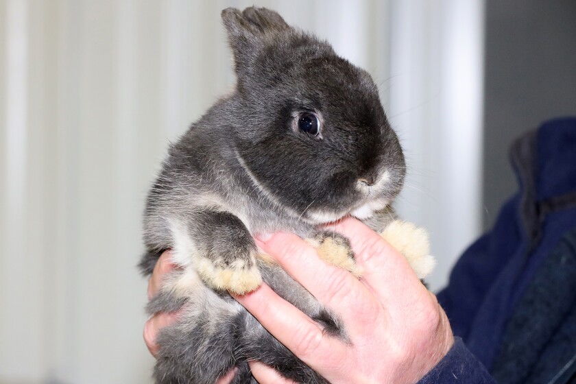 The 14th annual 4-H rabbit fun show and workshop judging Saturday, April 30, 2022, at the Crow Wing County Fairgrounds.