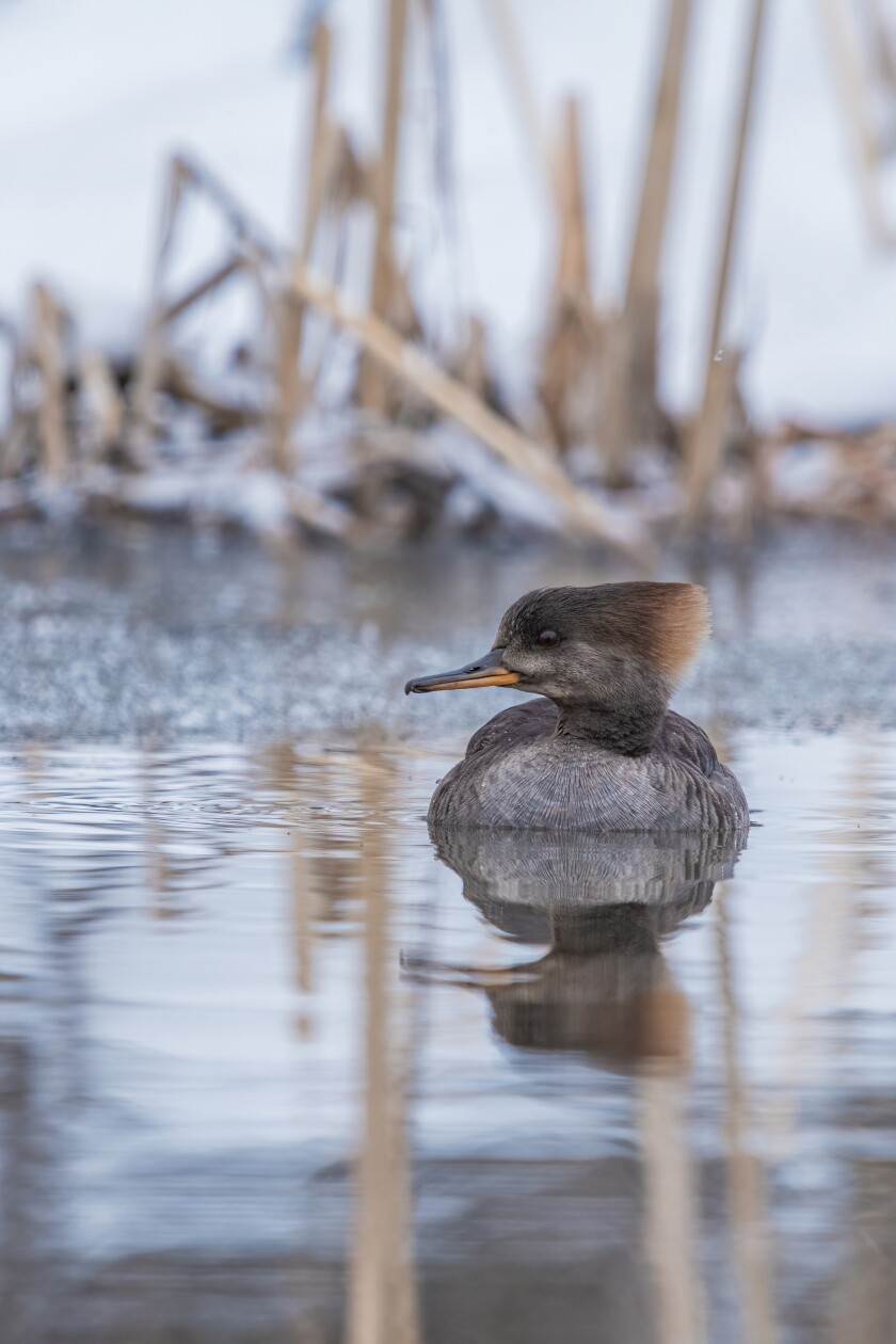 birds in flight or on water