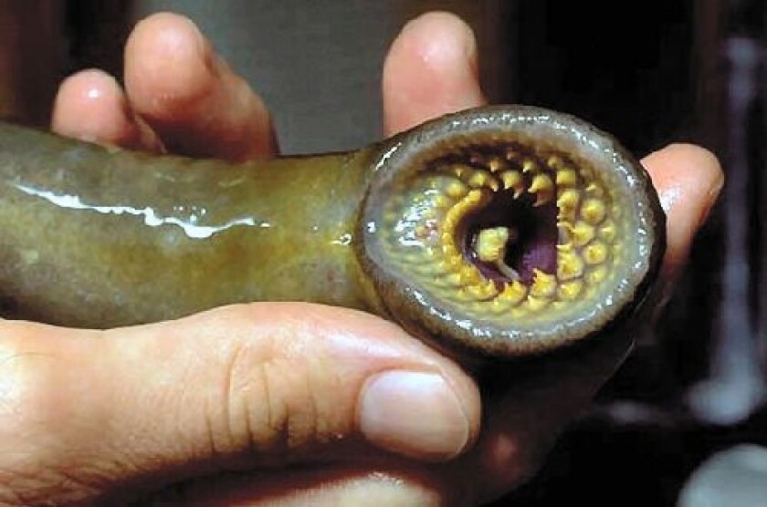 lamprey fingers