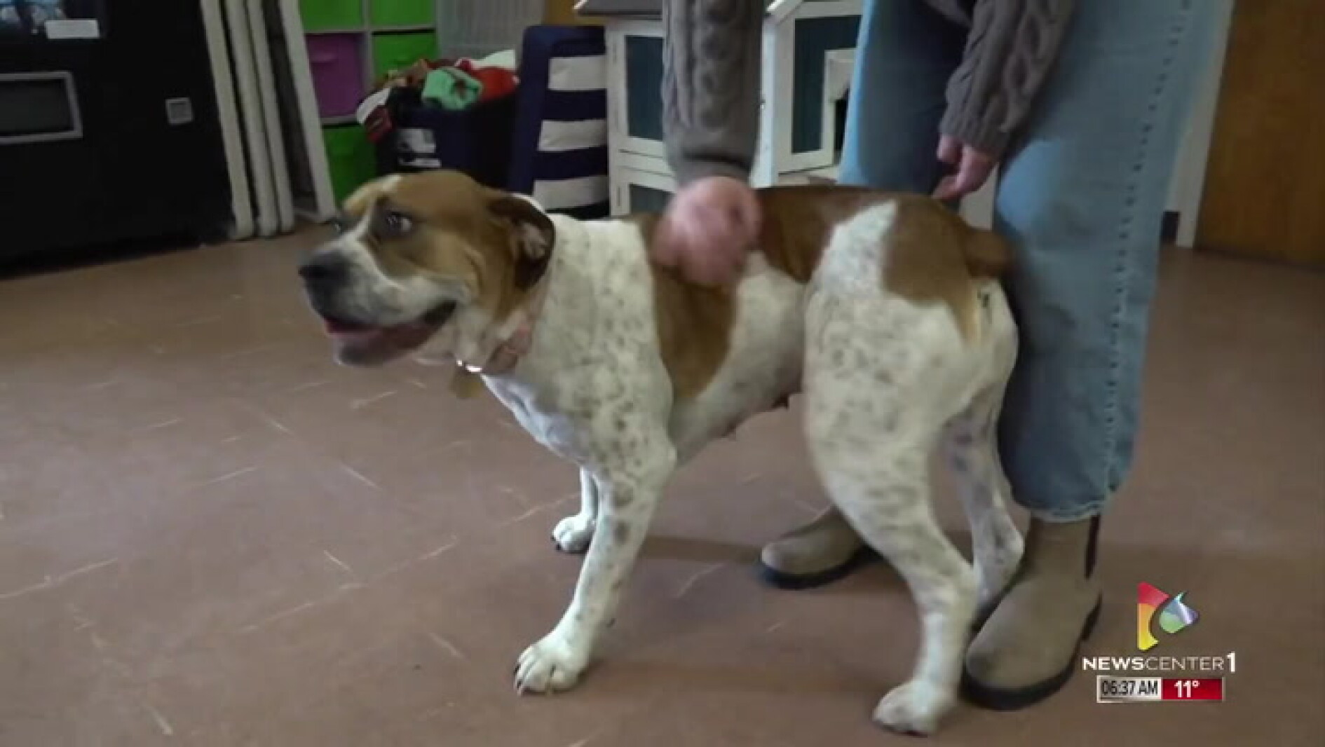 Pet of the Week: This cute cuddle-bug is looking for her forever home ...