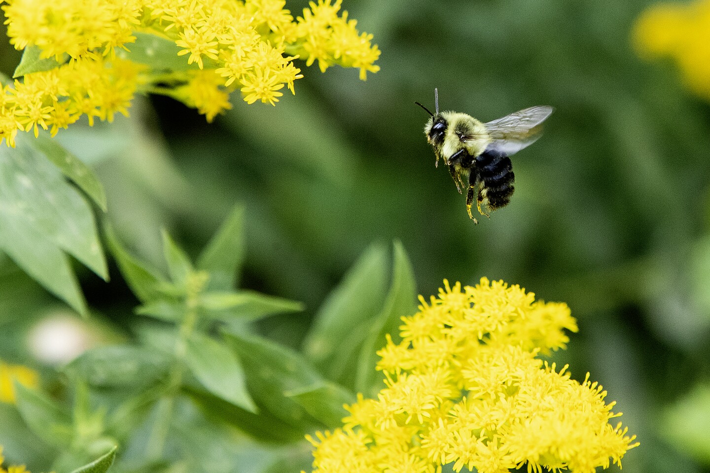 Illustration of vibrant wildflowers at Wildflower Festival 2026