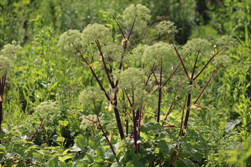 Angelica atropurpurea.