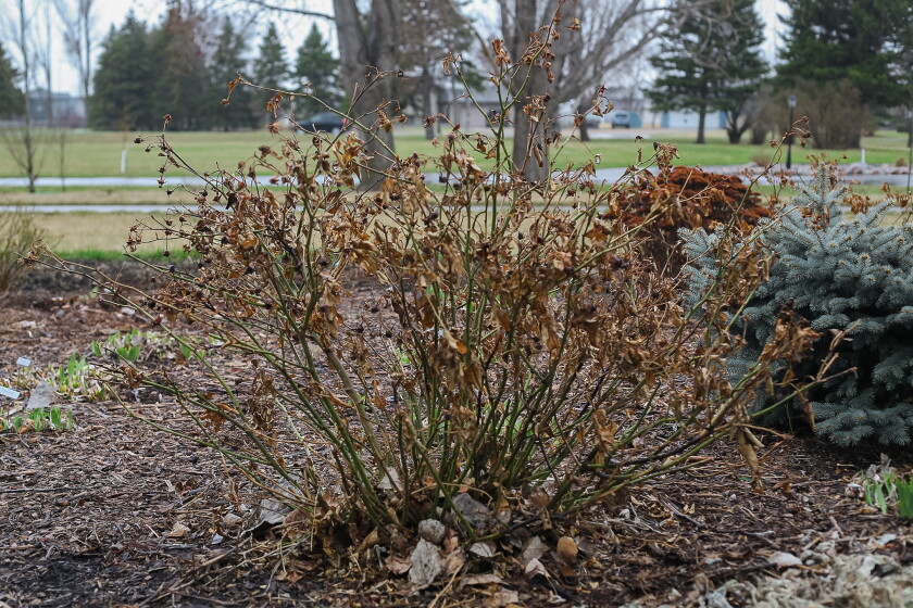 Superb roses begin with spring pruning - InForum | Fargo, Moorhead and ...