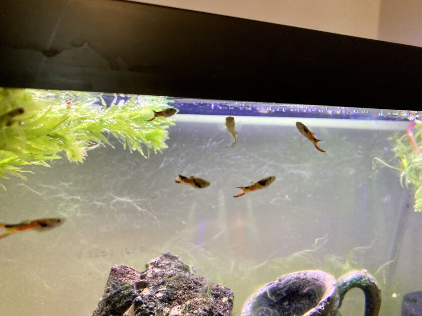 Small fish swim near the top of a fish tank.