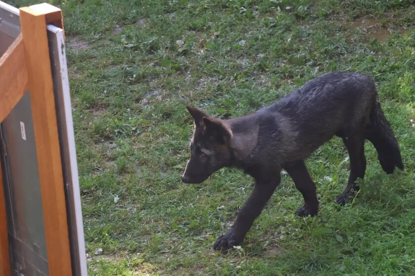 b1c365-20250714-a-wolf-pup-looks-in-a-mirror-webp1000.jpg