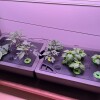 hydroponic garden - cucumber, tomatoes and basil.jpg