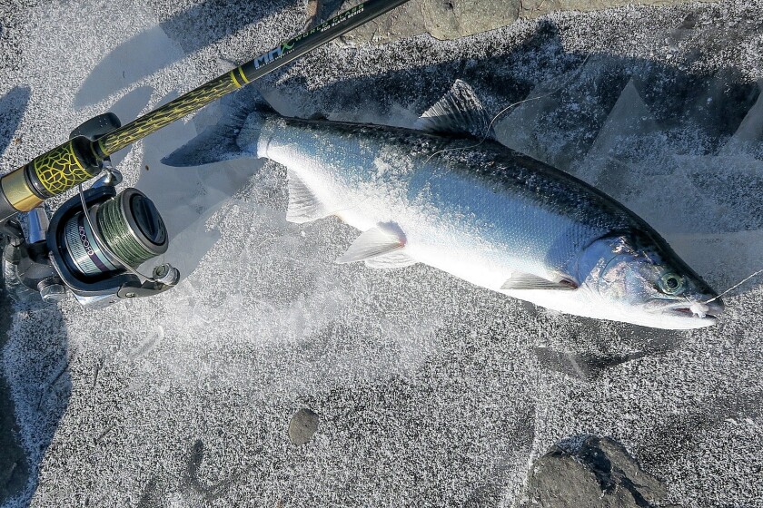 Field Reports: Anglers enjoy flurry of coho salmon action on North Shore -  Duluth News Tribune