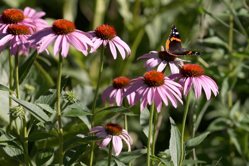 A red admiral suns itself on Purple Coneflower next to the Minnesota West water retention pond in Worthington on a recent morning.