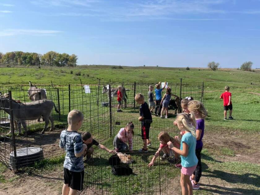 Children pet farm animals at Sam's Pumpkin Patch.jpg