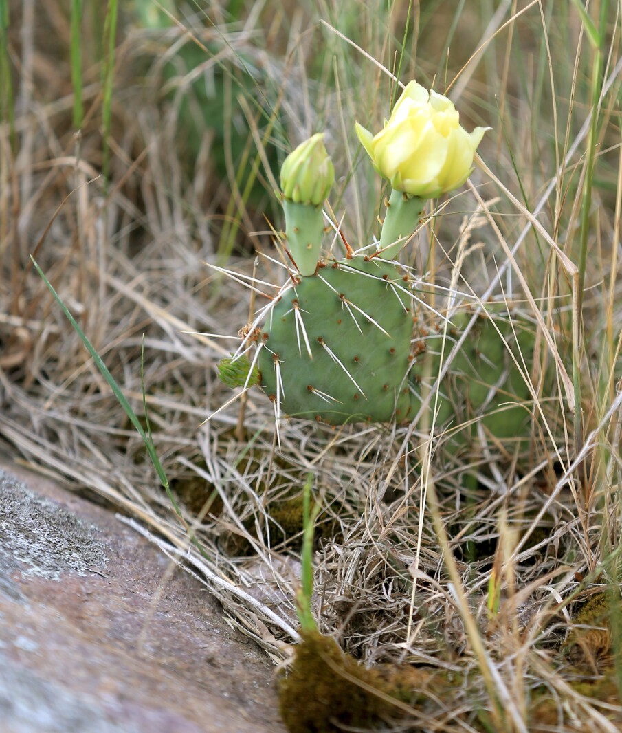 070321.NO.DG.TOUCHTHESKY pricklypear S13.jpg
