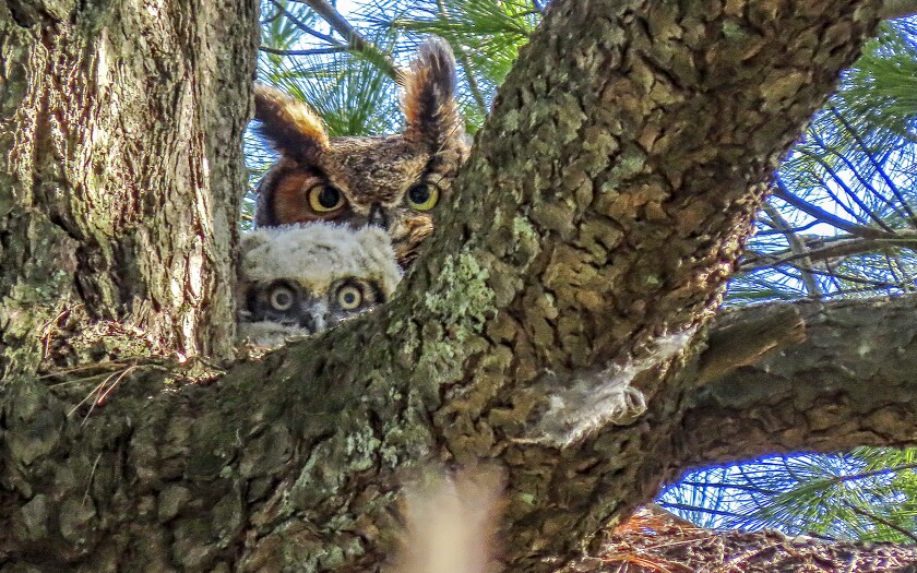 080820.O.DNT.OWLS.C05.jpg