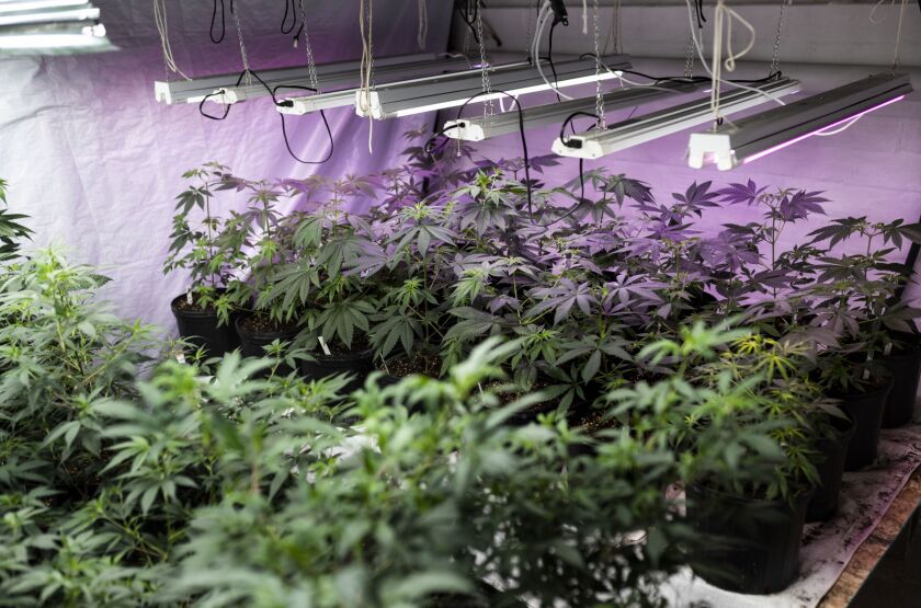 Indoor grow room