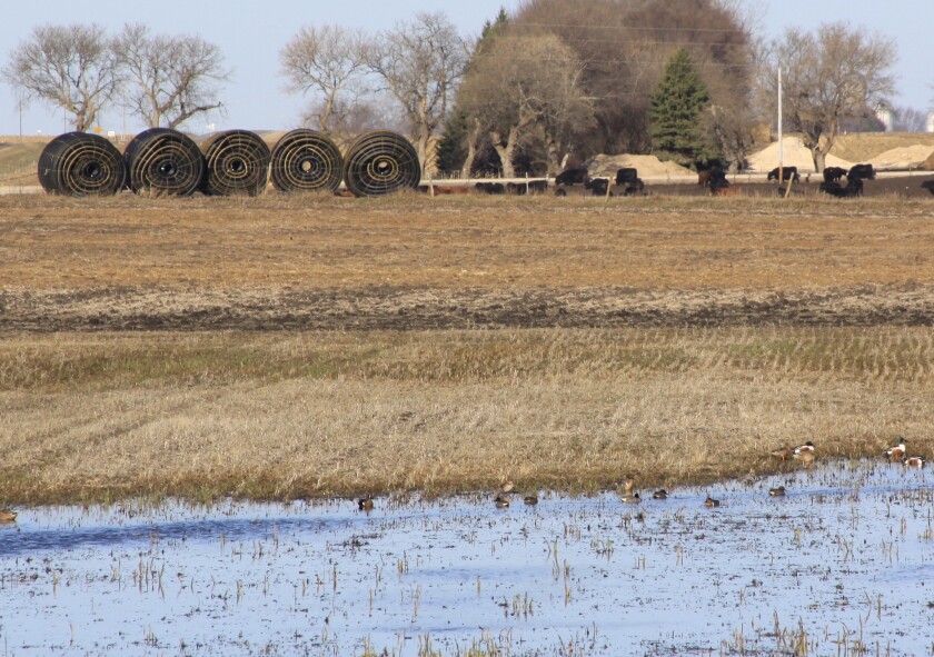 051922.N.SDNW.WETLANDSFARTILE.jpeg