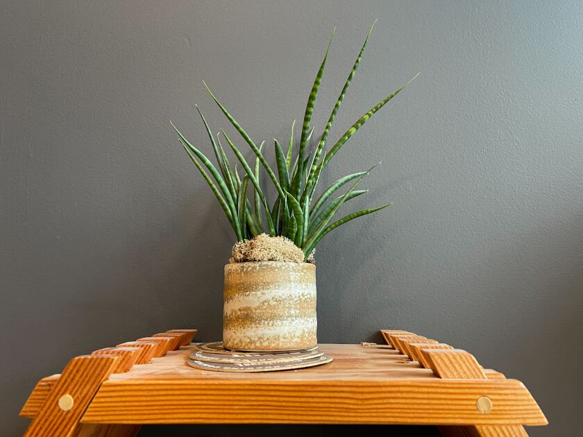 Small monster style potted plant, set on coasters on wooden frame attached to the wall.