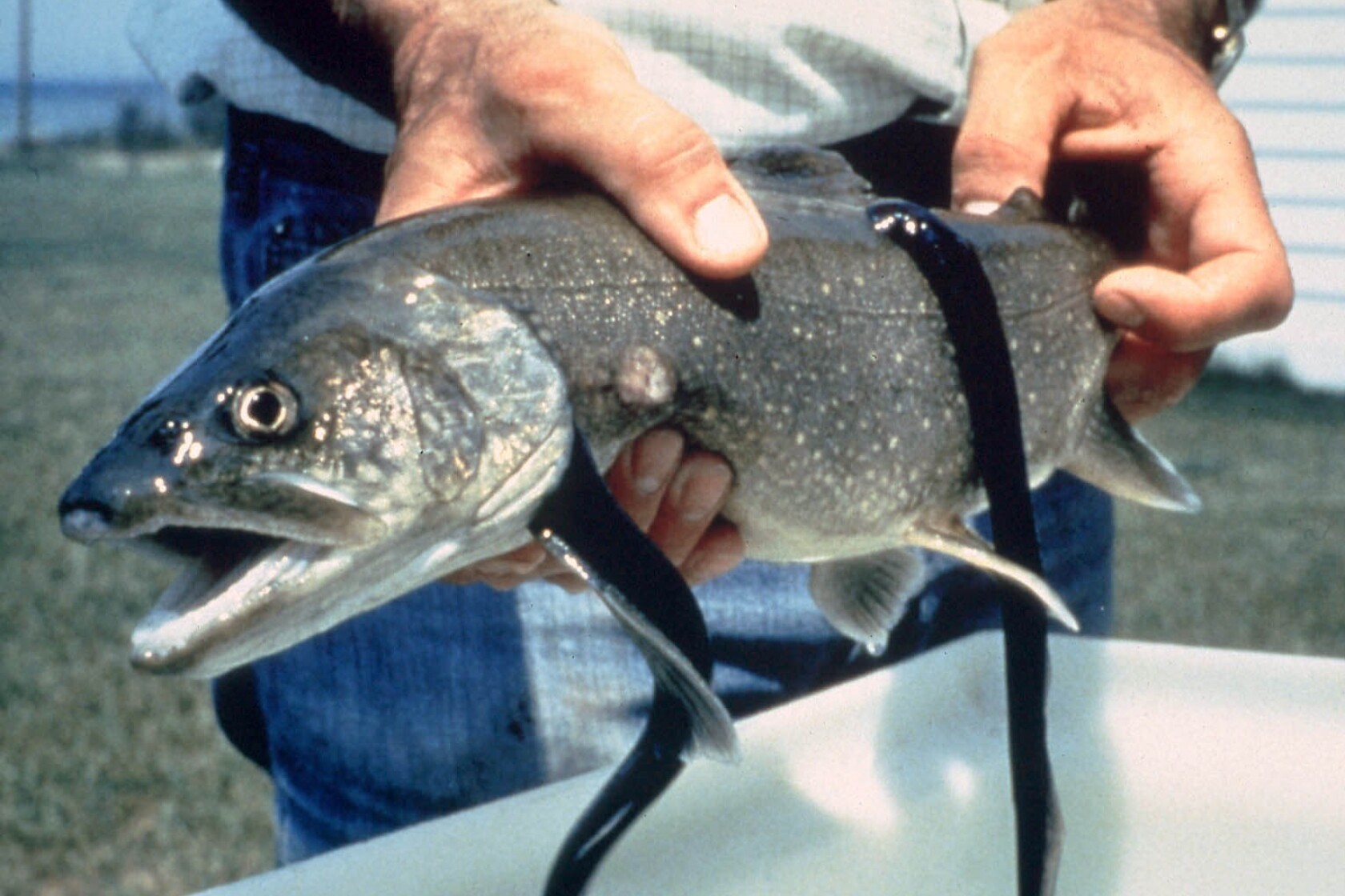 Infamous anniversary: 100 years of sea lamprey in the Great Lakes
