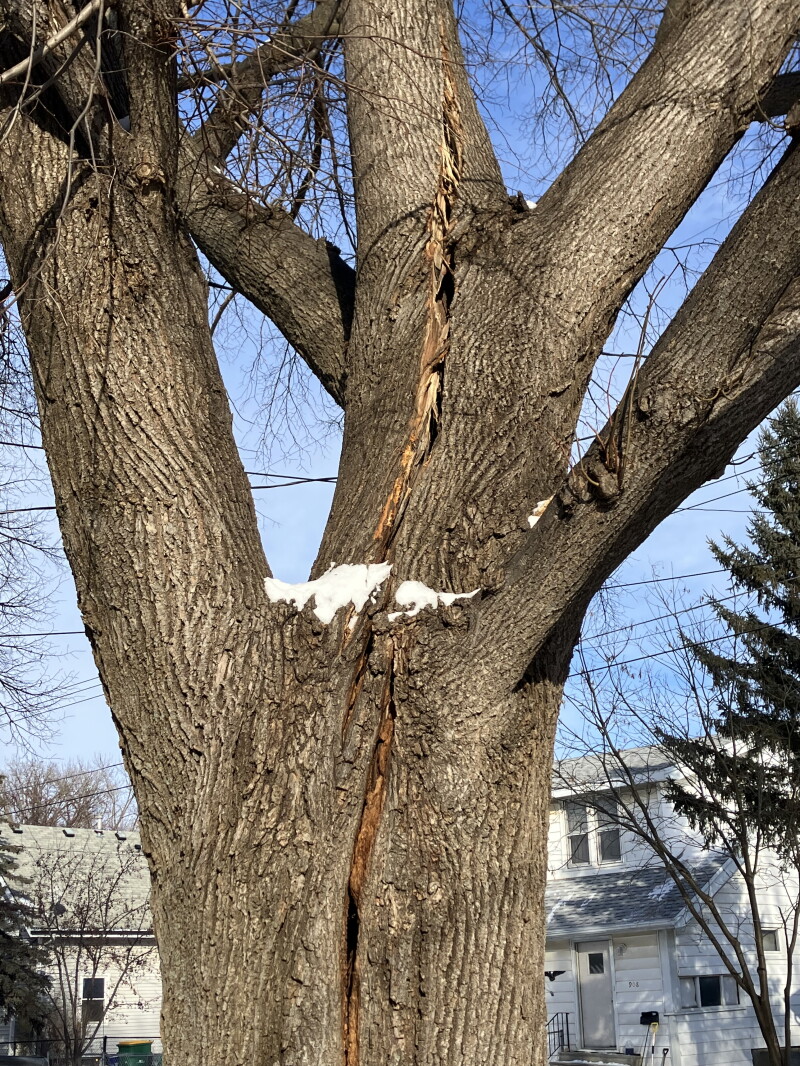 Exploding Tree Canada Readers share photos, comments about 'exploding' trees - InForum ...
