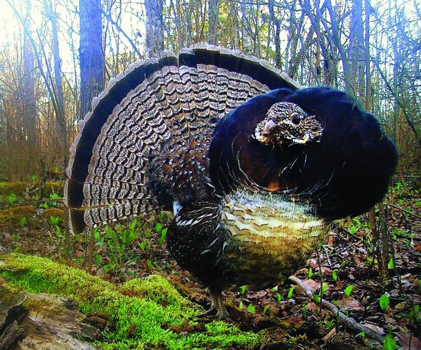 Ruffed grouse